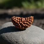 1 Mukhi Original Rudraksha - Indian Origin