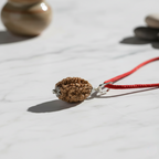 3 Mukhi Rudraksha Original (Indian)