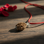 2 Mukhi Rudraksha (Indian) – Certified & Energized